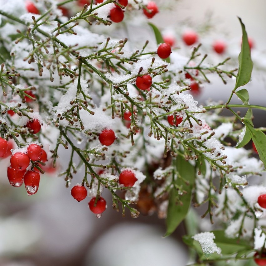 正月の飾り花とは？縁起の良い一年は花を飾ることから始まる！