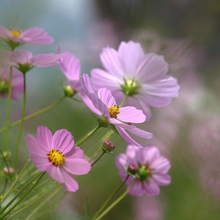 誕生日の花「誕生花」を1月から12月まで月ごとに紹介