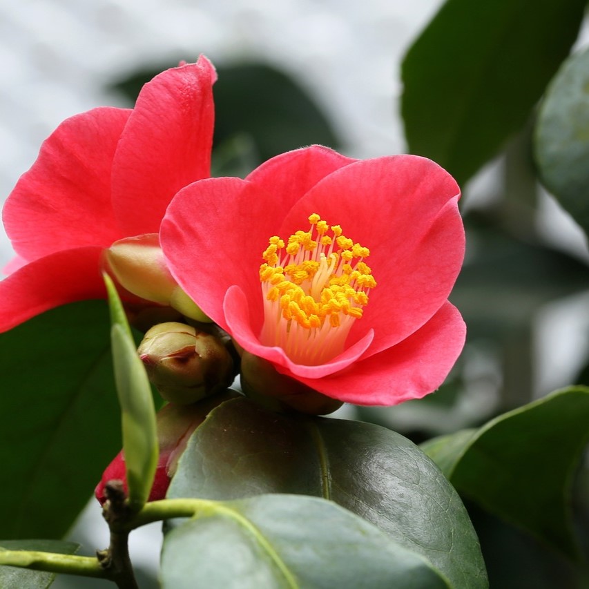 冬の花の魅力を11月〜2月までの各月ごとに紹介