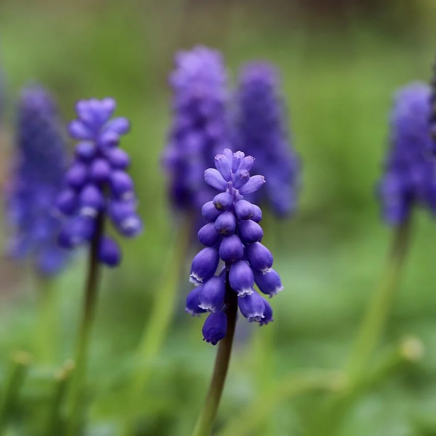春に咲く人気の花5選！3〜5月までに次々と咲く花を育ててみよう