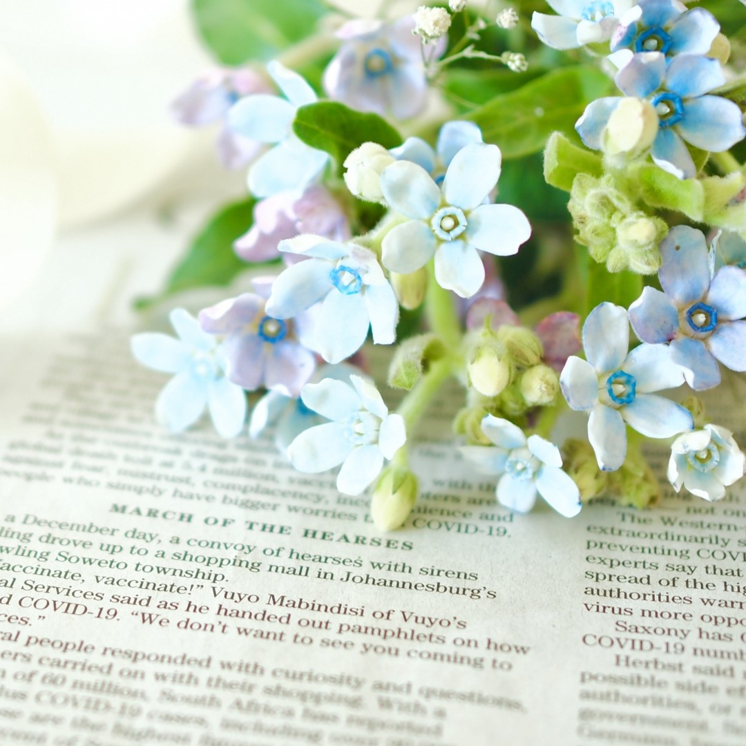 ブルースターの花言葉は？花嫁のサムシングブルーとして人気の理由