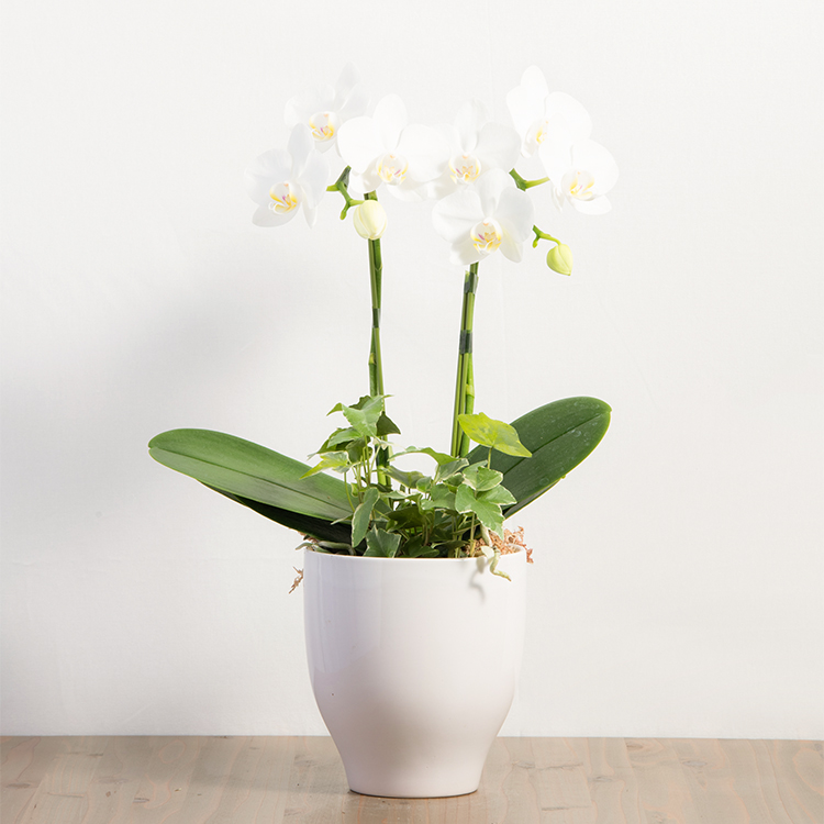 胡蝶蘭の花を長く楽しむためには？基本の育て方・管理方法を詳しく解説します。