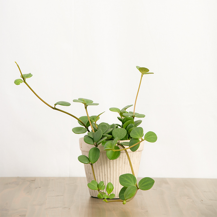 【厳選】風水的におすすめな観葉植物5選！