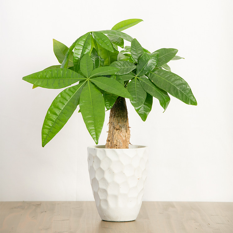 意外と大切な観葉植物の鉢選び！サイズや素材が重要