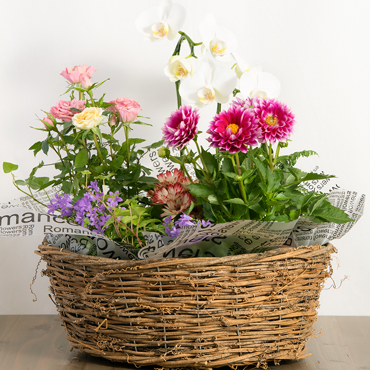 母の日は花鉢植えで祝う！気持ちを込めたギフトで感謝を伝えよう