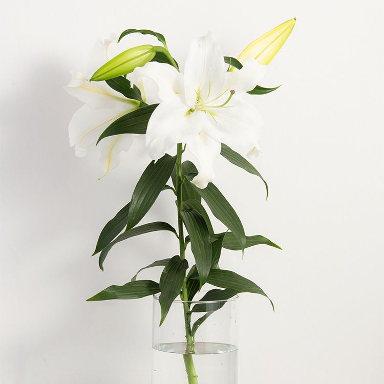 ユリとは？古くからから愛されてきた気高き花