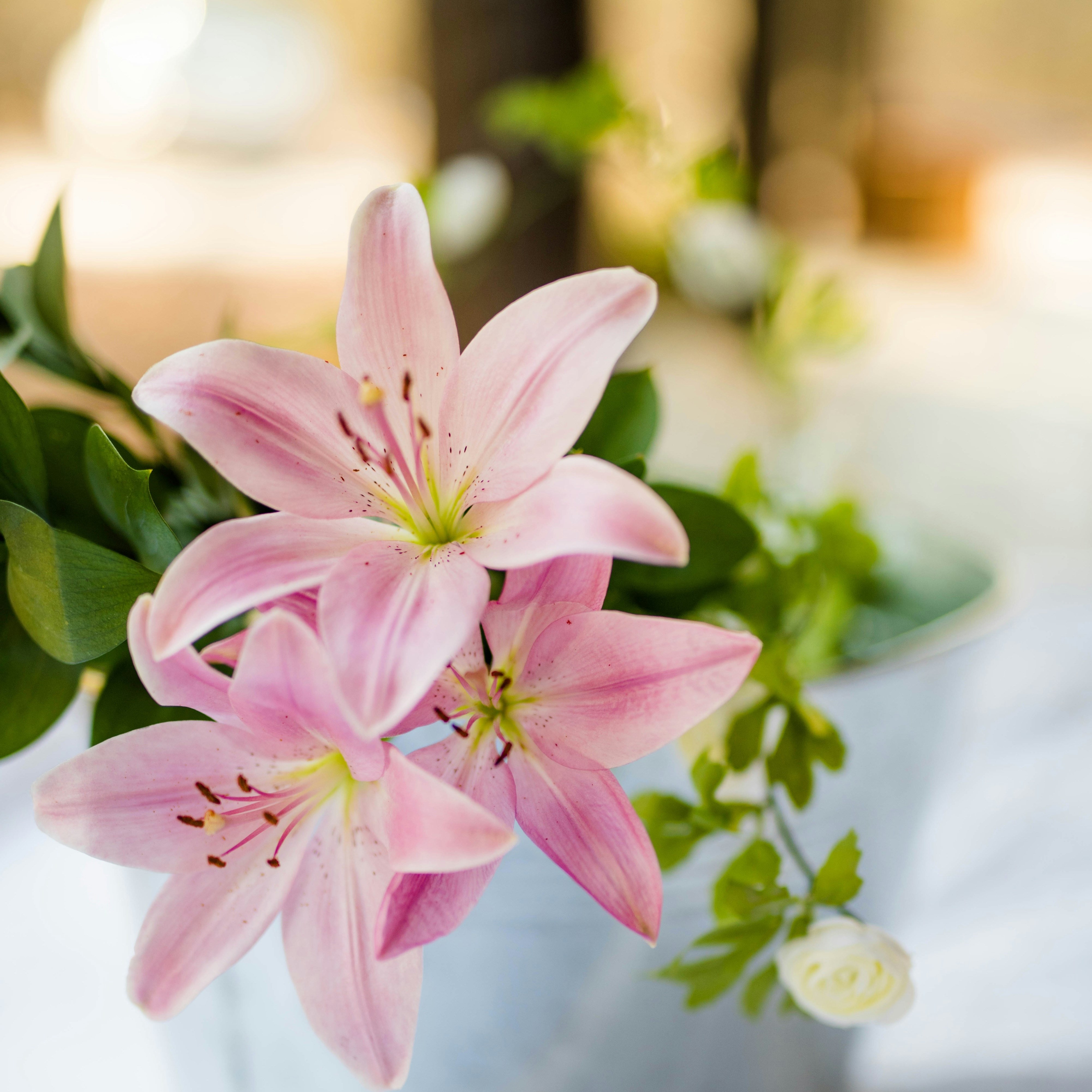 ユリの花は種類が豊富！日本の原種から広がった世界のユリ