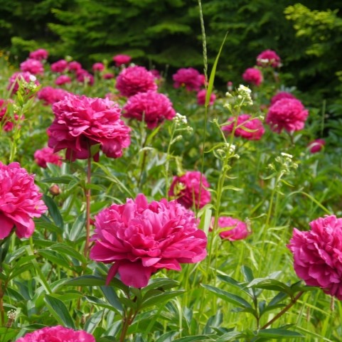 オランダシャクヤクってどんな花？植え付け方・管理方法を解説