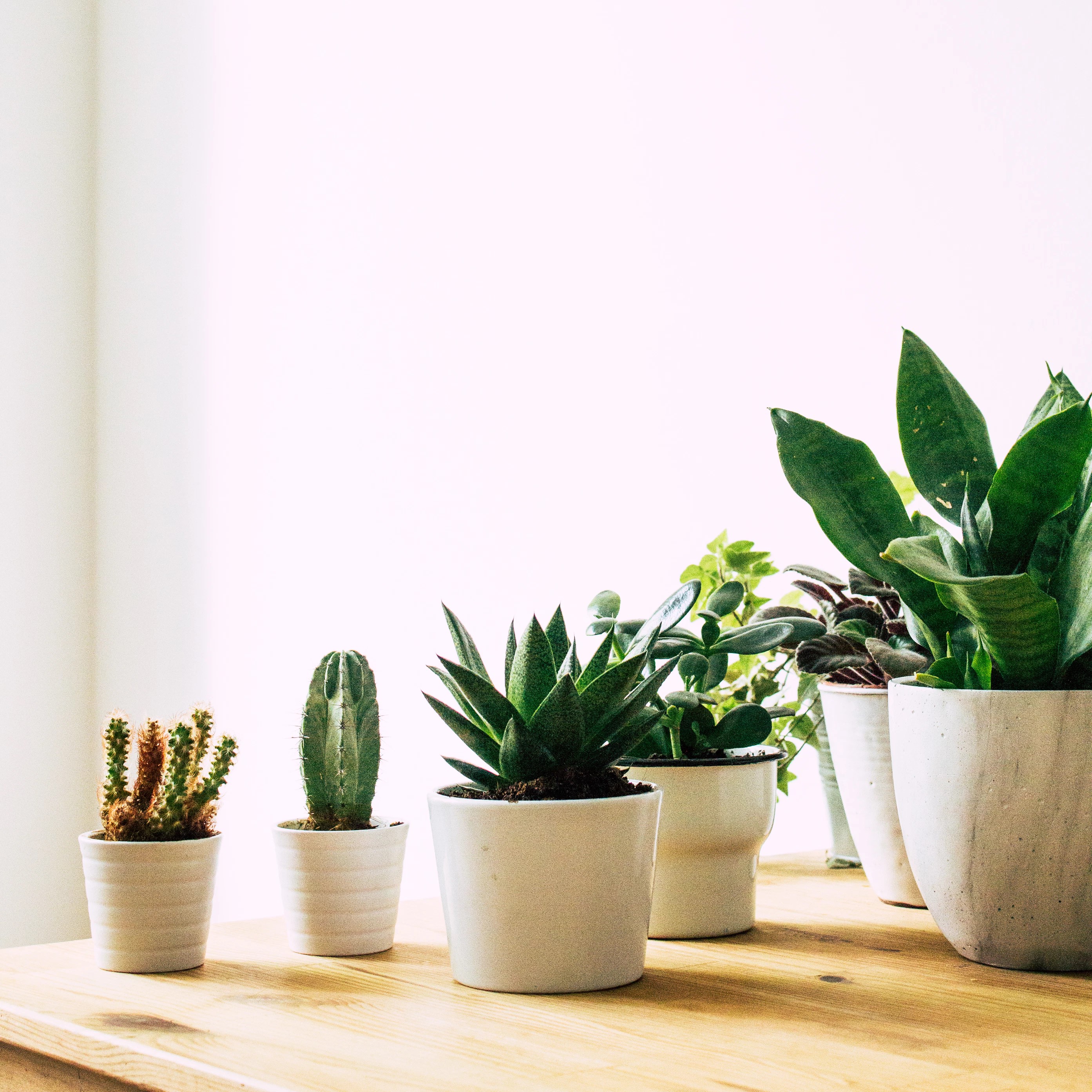  観葉植物で暮らしをおしゃれに！今すぐに始められる簡単ガイド！