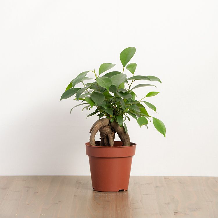 ネット通販で安価に観葉植物を手に入れよう！注意点もご紹介
