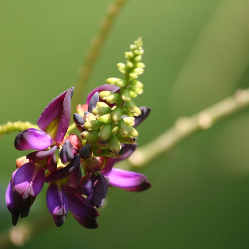 秋の七草に代表される草花にまつわる日本の行事