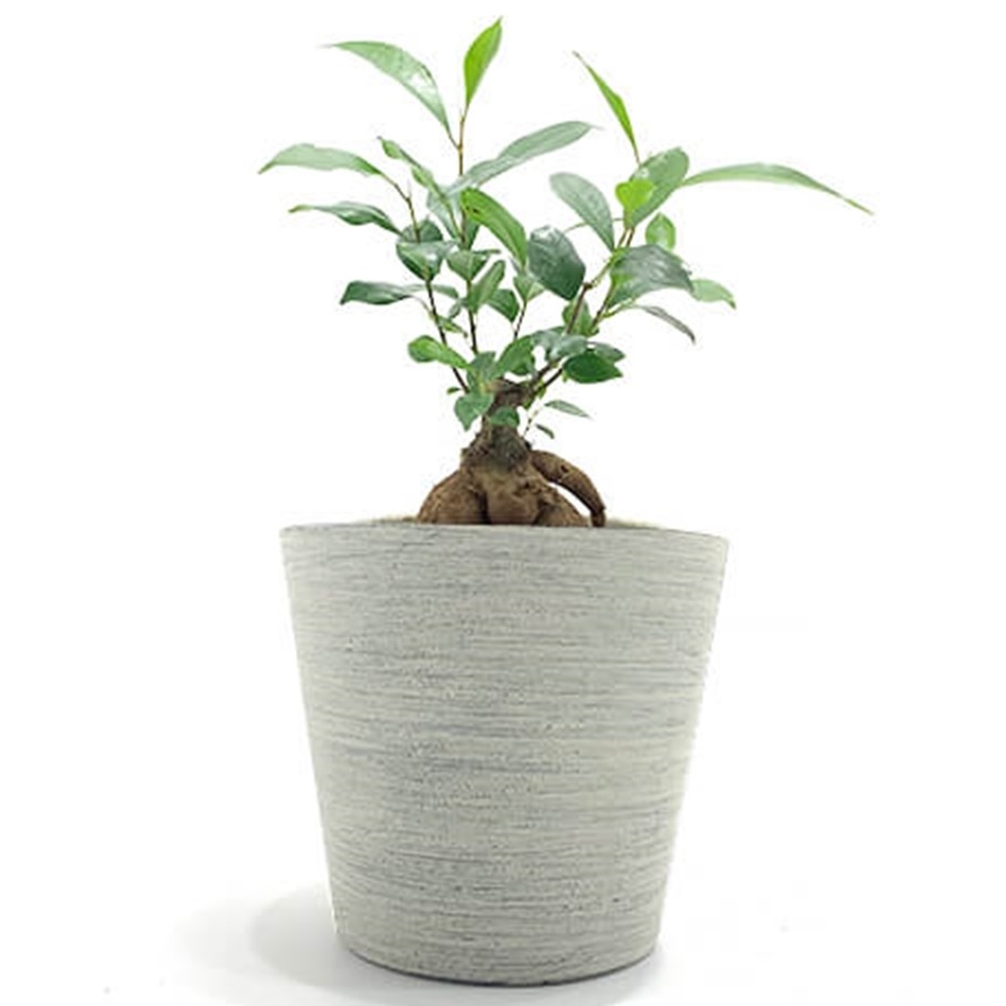 観葉植物初心者でも簡単！ガジュマルの育て方