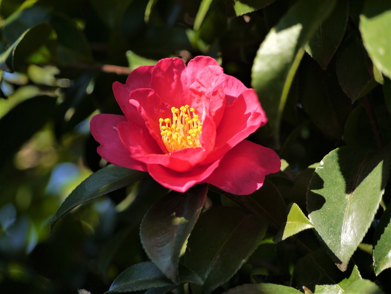 11月の花といえば！定番から人気の品種まで花言葉とあわせて紹介