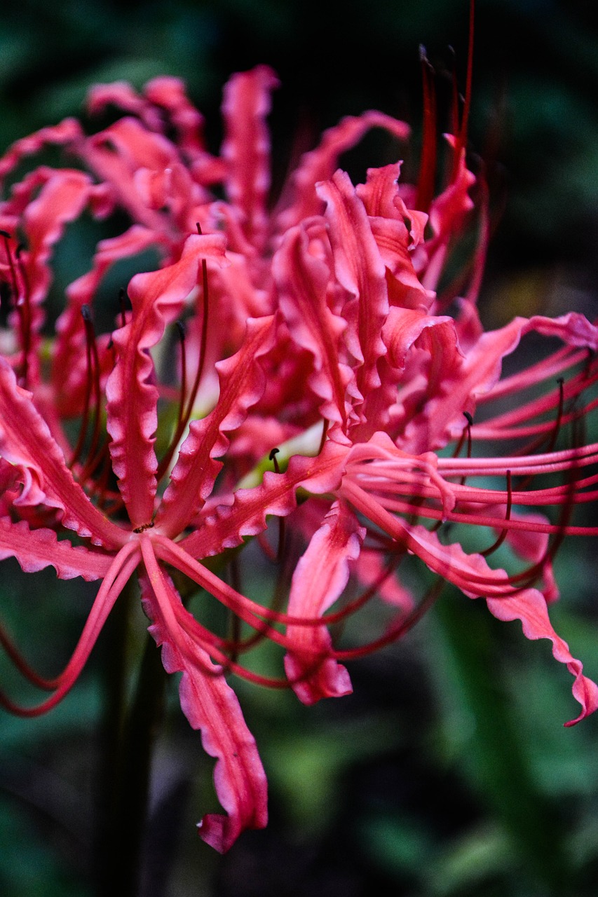 リコリスの花はヒガンバナの仲間！花言葉や育て方を解説