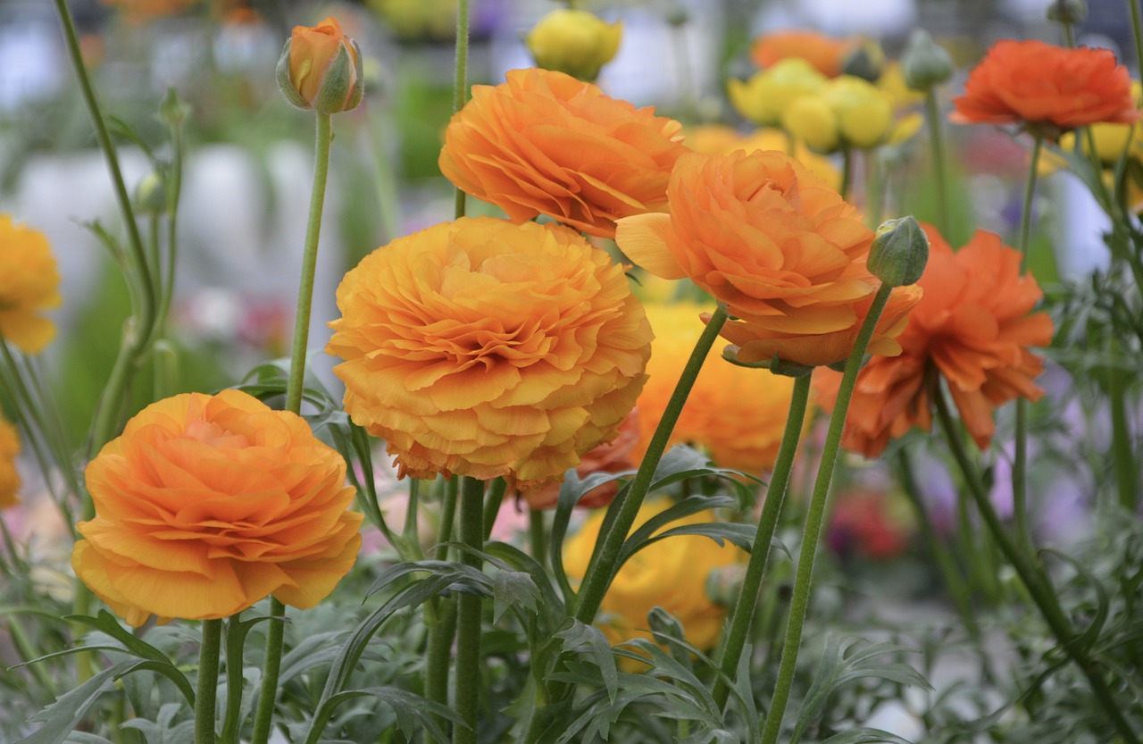華やかなラナンキュラスの花束はプレゼントに人気！おすすめシーン4選