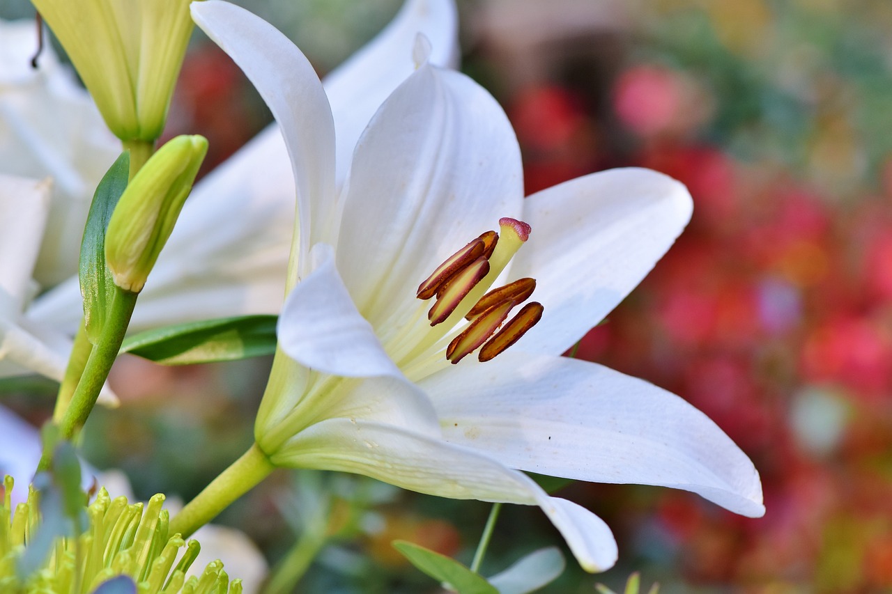 ユリといえば白！白いユリの種類や花言葉について解説