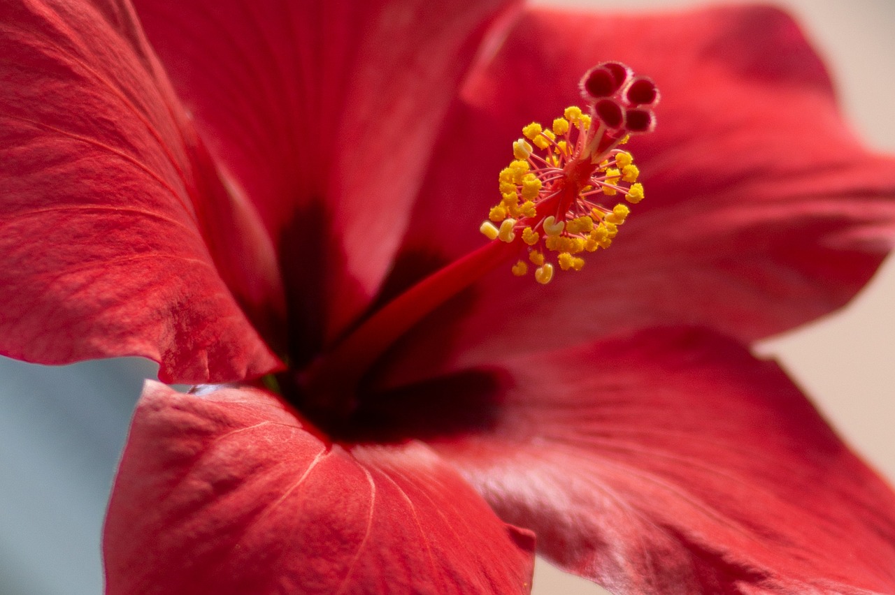 7月の花といえば？おすすめ花・関連イベントも併せて紹介