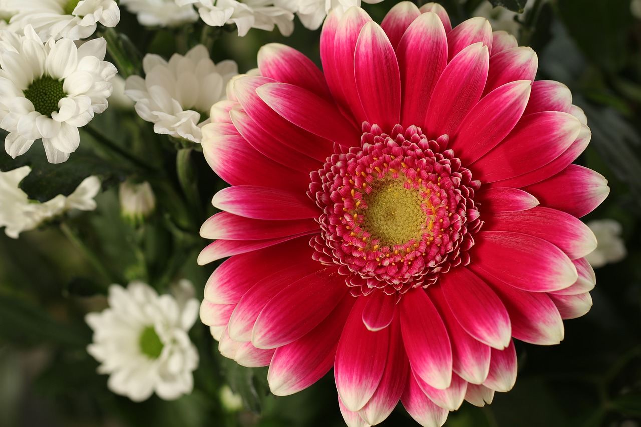 3月に人気の花5選！イベントで贈るおすすめフラワーギフトもご紹介