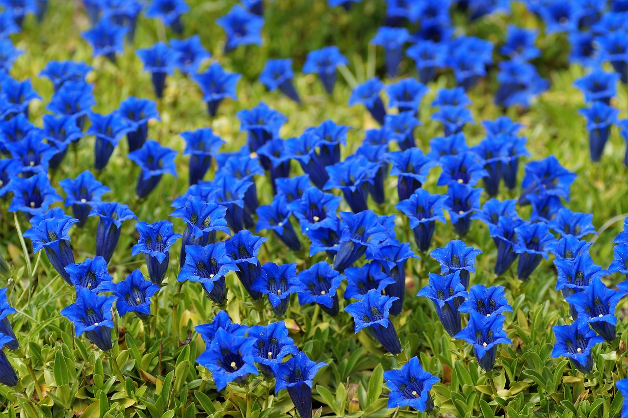 9月に咲く人気の花一覧！秋の庭や部屋を彩る品種をご紹介