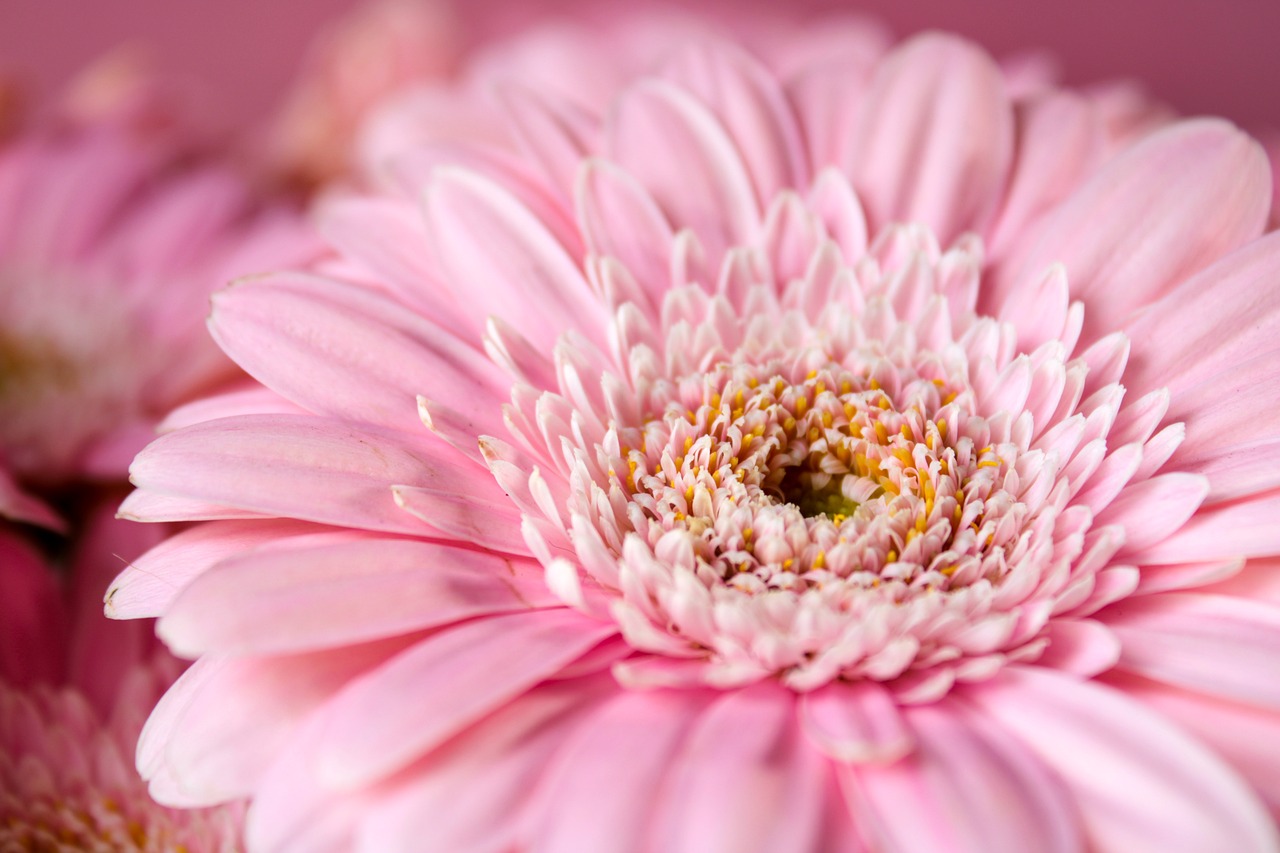 ガーベラの花言葉はポジティブ！花言葉に思いを込めたギフトを贈ろう
