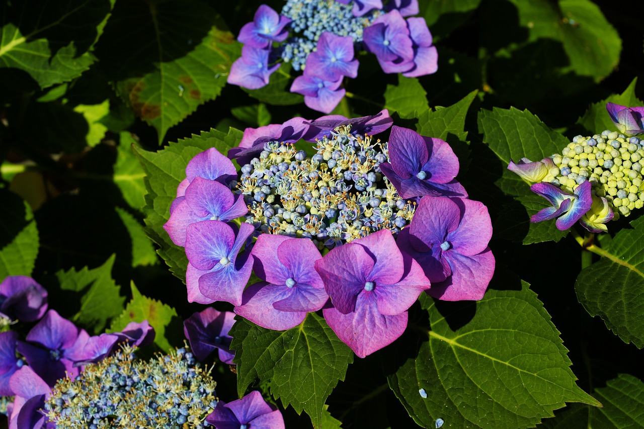 6月の花といえば？定番・イベントにふさわしい花を紹介