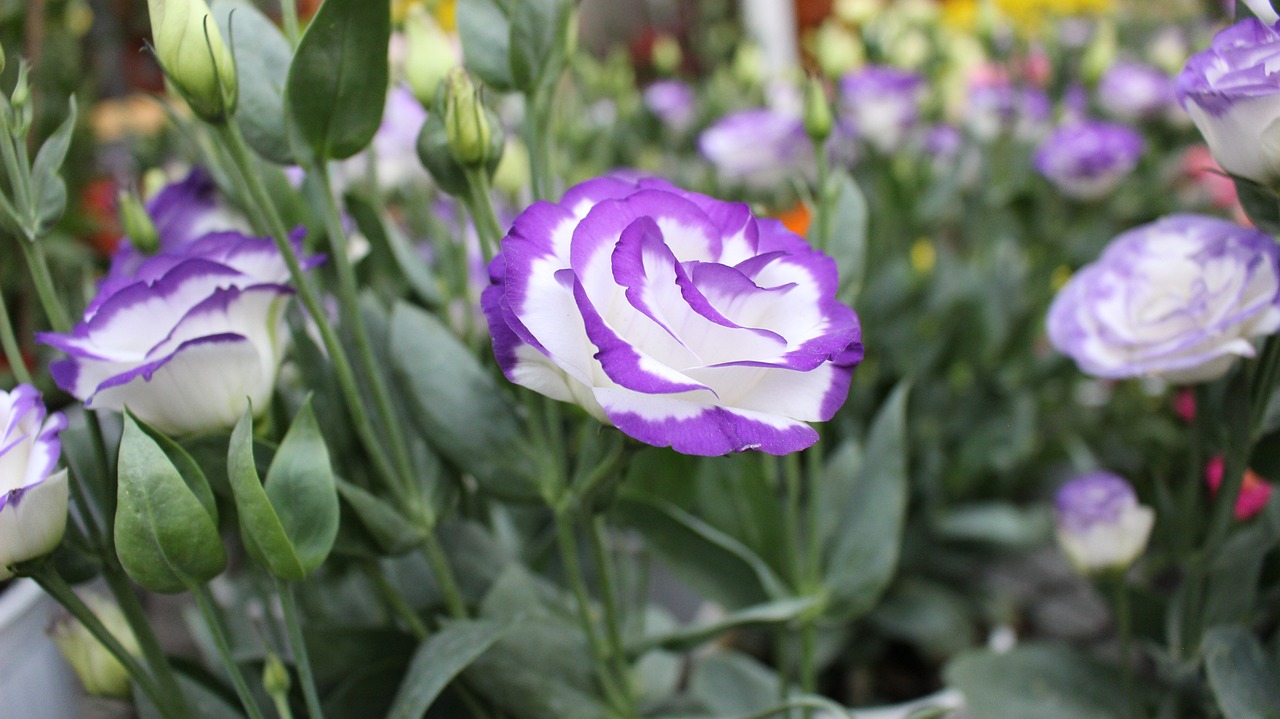 トルコキキョウの花言葉は怖い？それでも贈り物に選ばれる理由