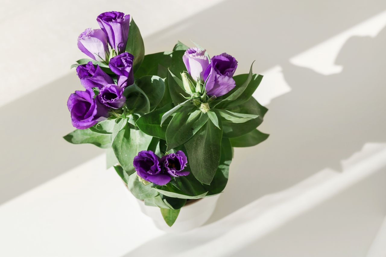 春の紫色の花7選！ガーデニングにおすすめな品種・花言葉をご紹介