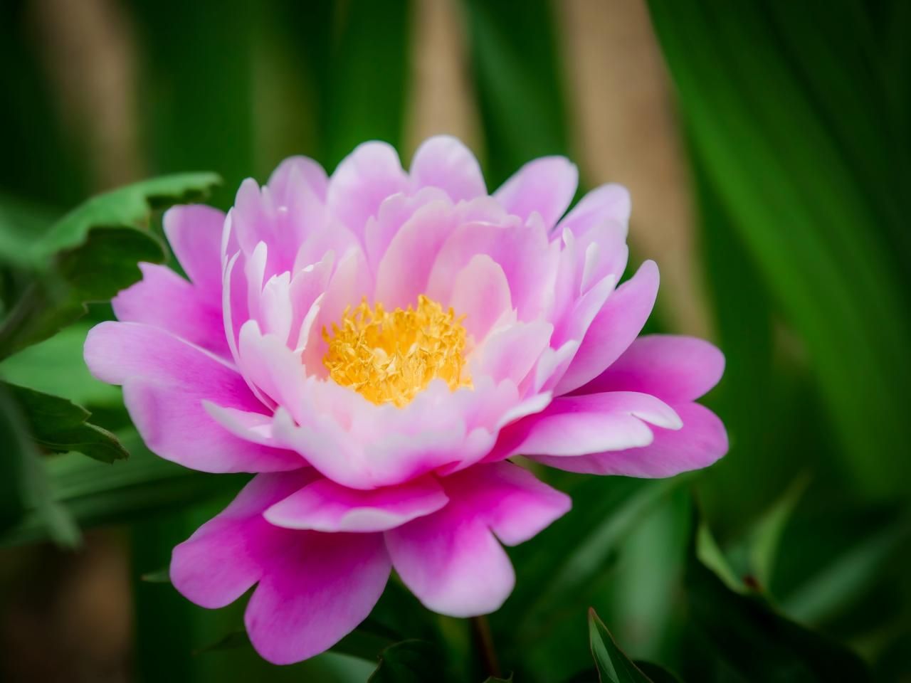 春の花の名前！日本の代表的な花をジャンル別にご紹介
