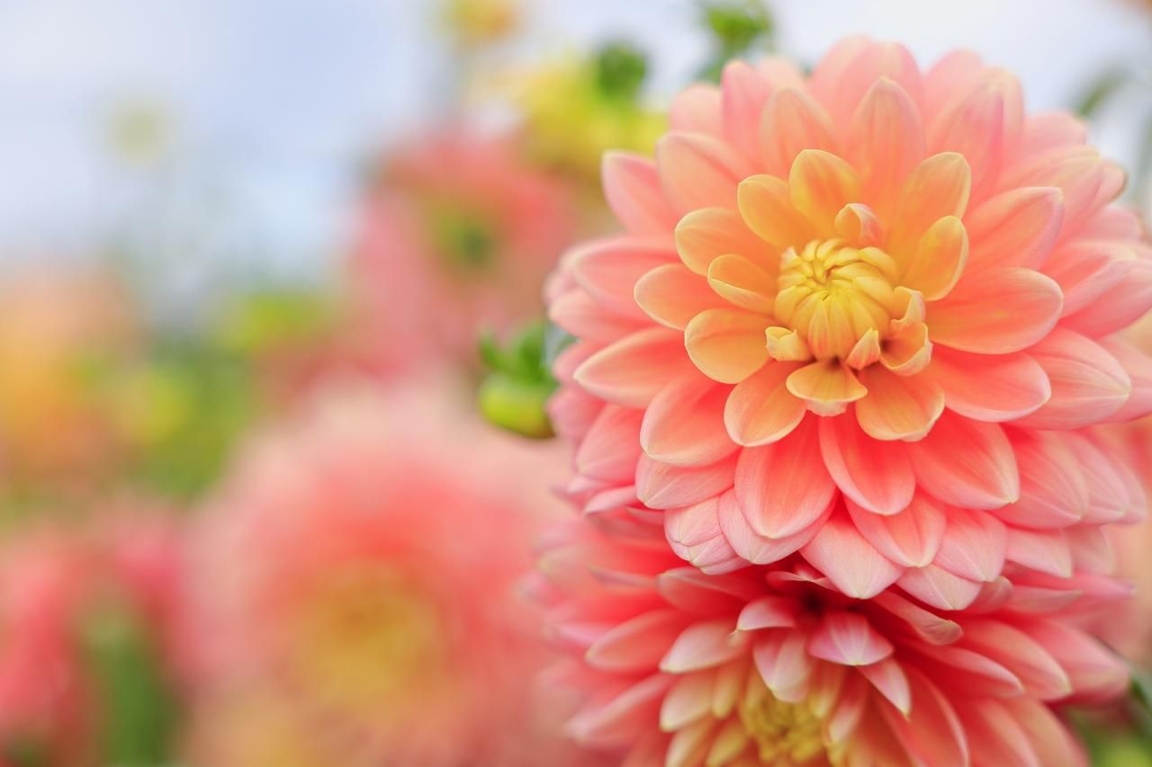 夏の花でおすすめの多年草10選！宿根草・一年草・二年草と違い