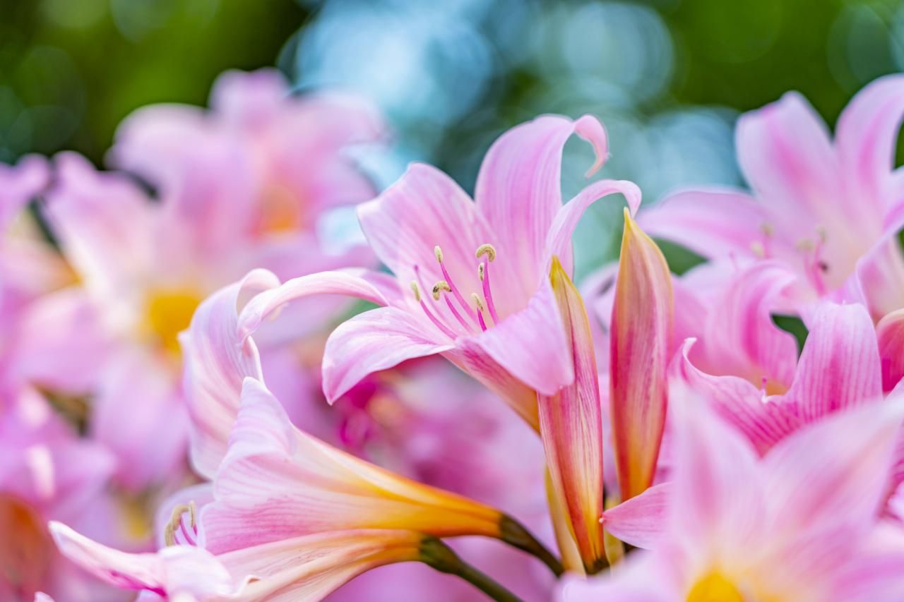 夏の花といえば？ガーデニングにおすすめの種類の特徴や花言葉