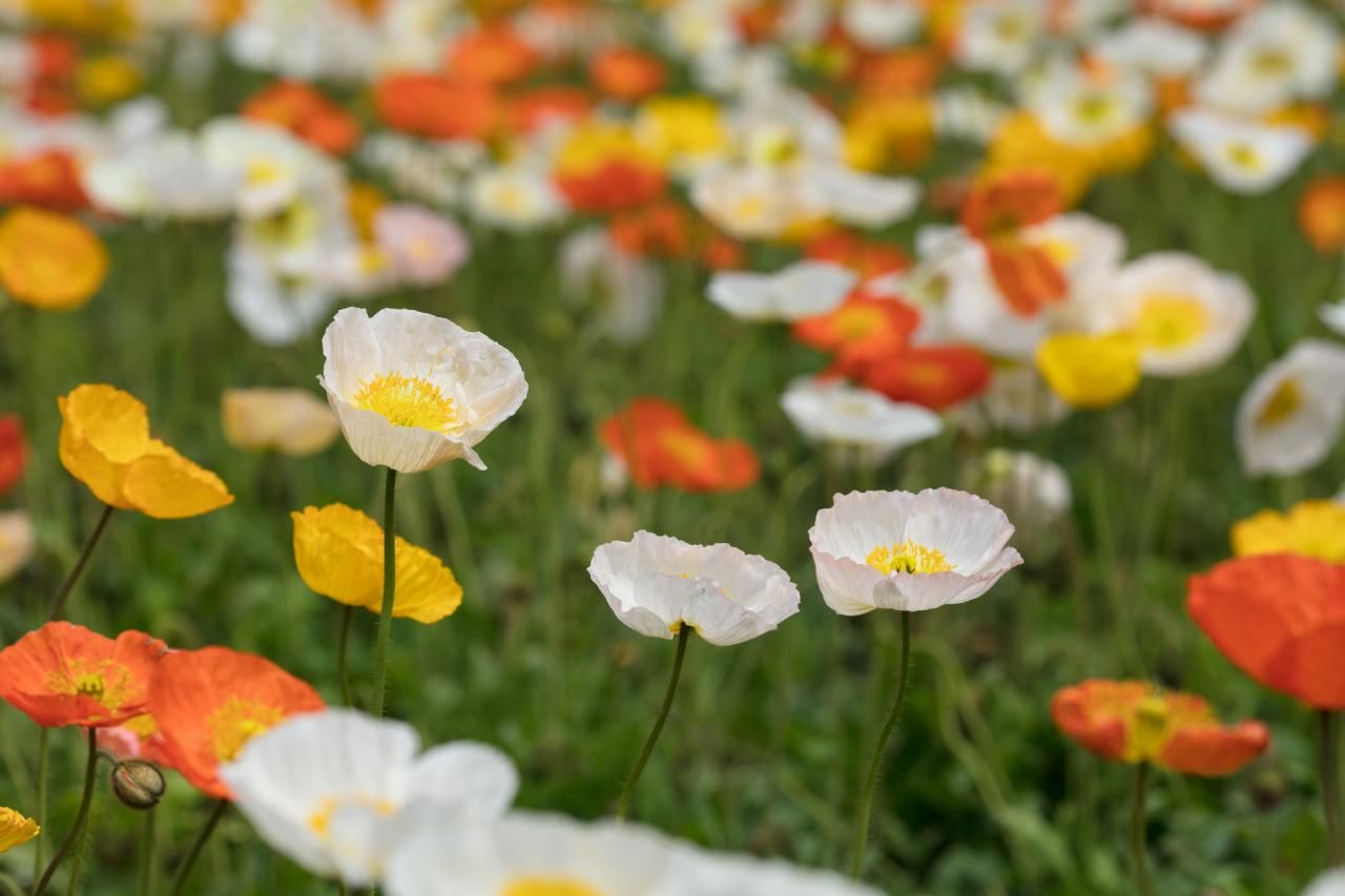 夏の花壇のレイアウトアイデア例4選！切り替え時期と成功のコツ