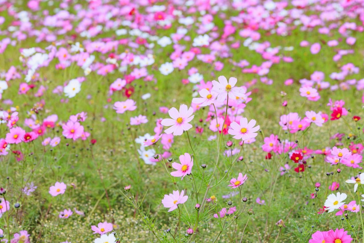 秋の花の名前15選！ 花を咲かせる月別におすすめの花