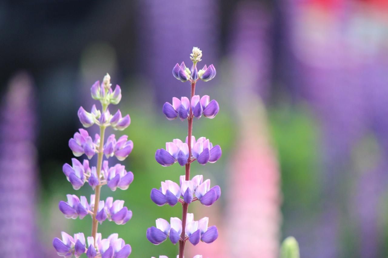 秋に花が咲く多年草・宿根草10選！お手入れポイントもご紹介