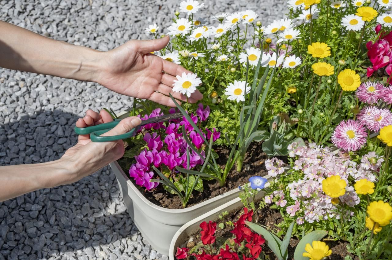 秋の花といえば？代表的な種類の特徴や開花時期、花言葉を紹介