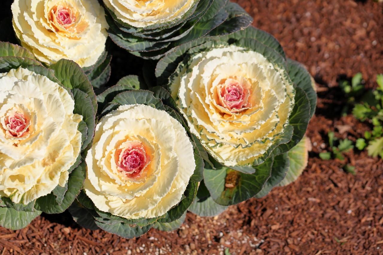冬の花の名前は何？育てる場所別でわかるおすすめ品種