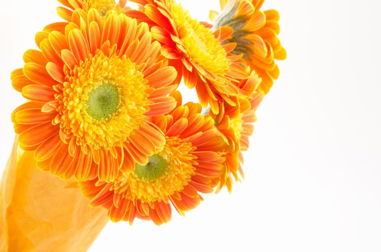 フラワーロスを救う？生花のアウトレットで救われるお花達