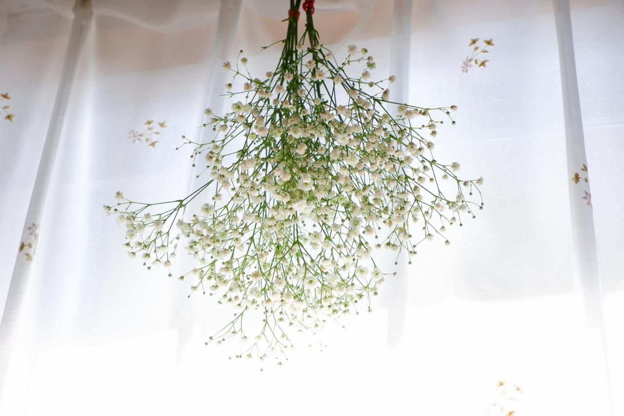 カスミソウは何月の誕生花？清らかな花言葉でギフトにもおすすめ