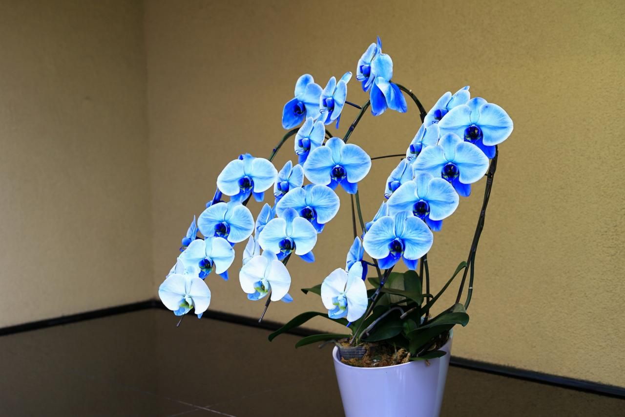 通販で胡蝶蘭を選ぶときの4つのポイント！喜ばれる花を贈ろう
