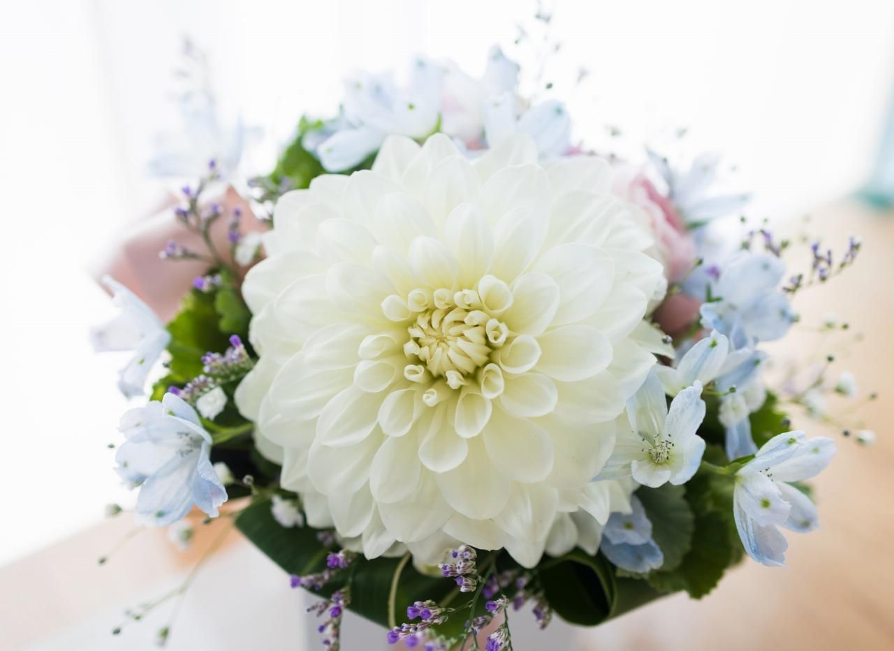 9月の誕生花紹介！ダリアやデンファレの花言葉やおすすめギフト
