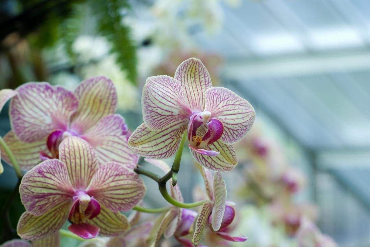 胡蝶蘭は花が終わったらどうする？二度咲きを楽しむための方法を紹介