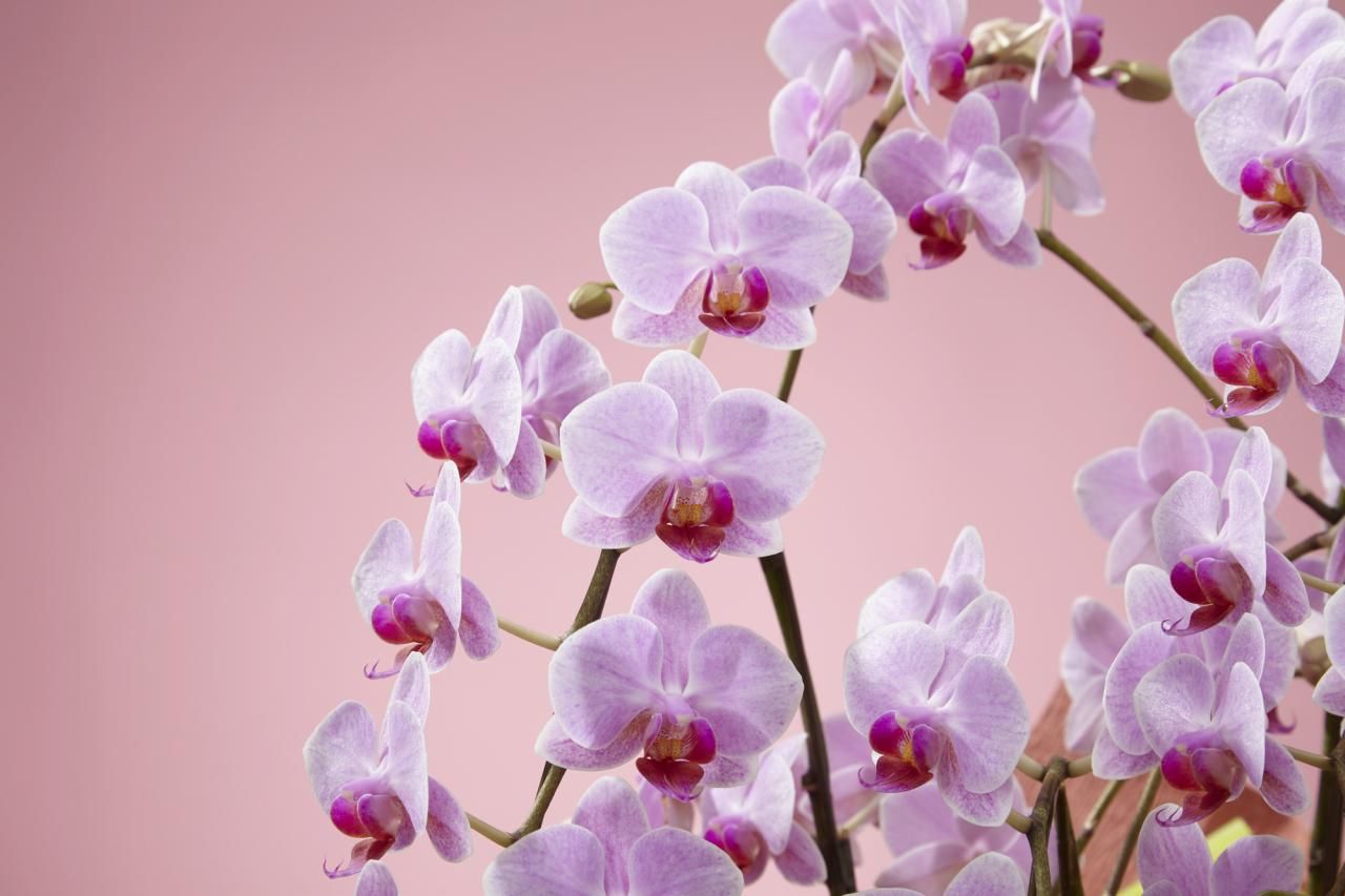 胡蝶蘭の寿命は？もらった花を長く楽しむための手入れ方法を紹介