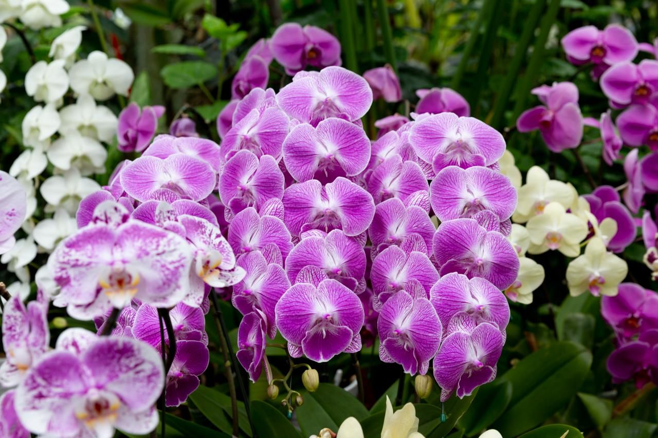 紫の胡蝶蘭の花言葉は？他の胡蝶蘭にはない魅力や値段も紹介