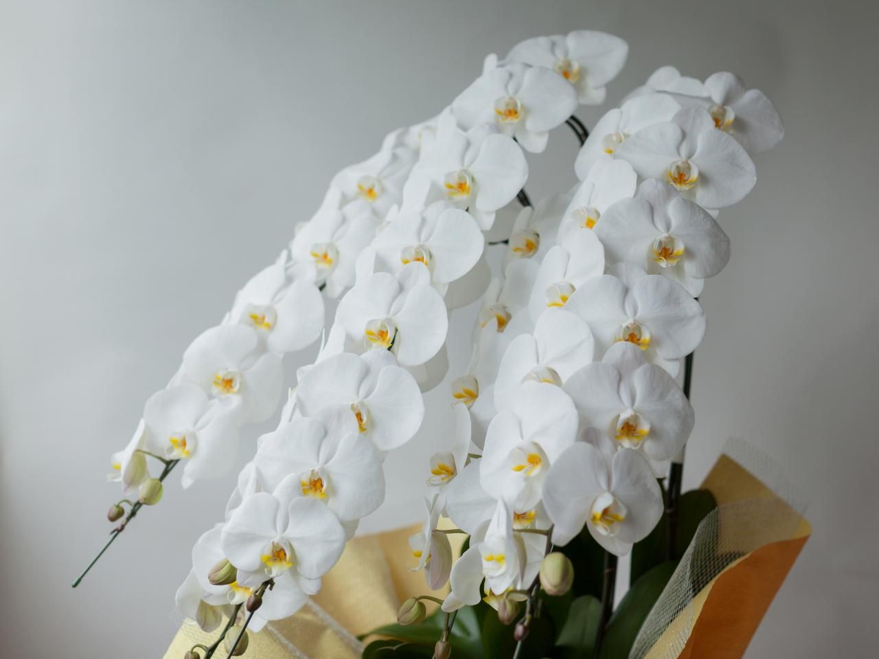 値段の高いお花？高貴な胡蝶蘭の楽しみ方と贈り方