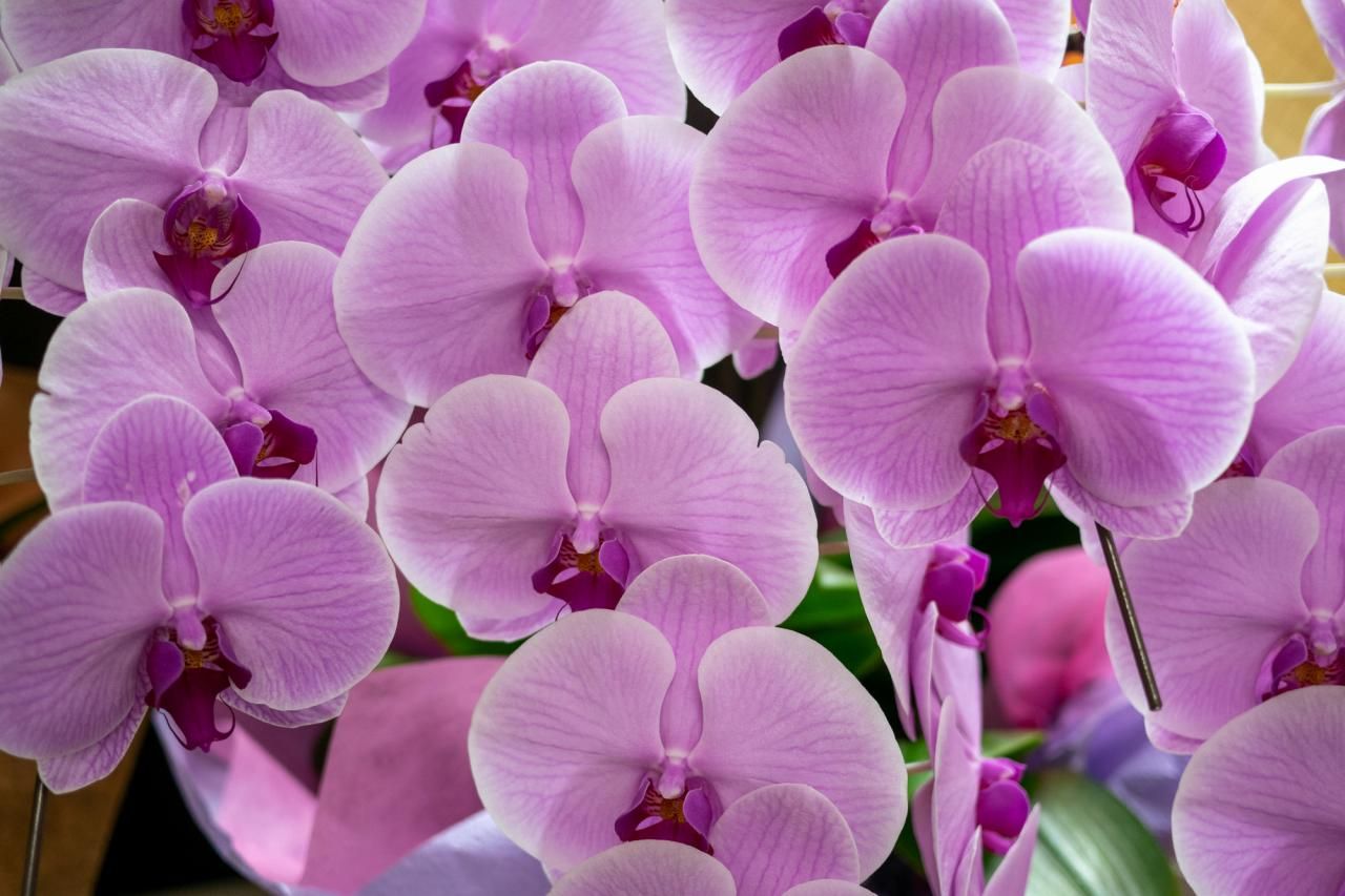 ピンクの胡蝶蘭の花言葉は？値段や自宅での楽しみ方を紹介