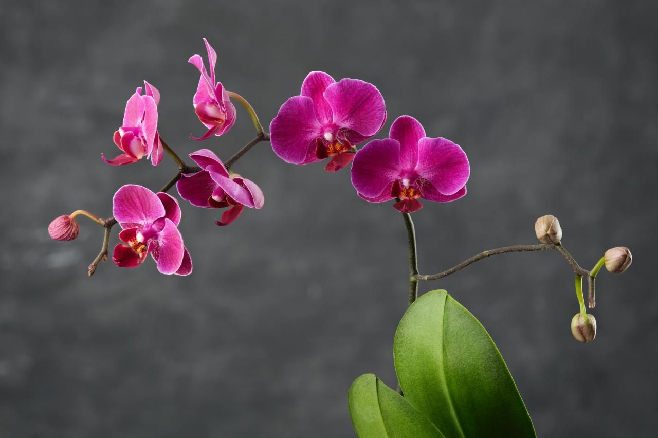 ミニ胡蝶蘭は正しく育てて長く楽しもう！植え替え方法や値段も紹介
