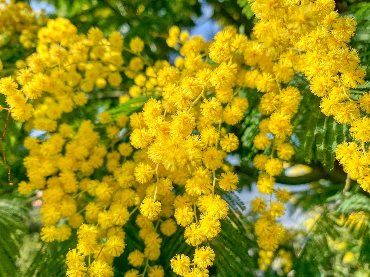 ミモザの花が咲く季節は？人気の種類6選をご紹介