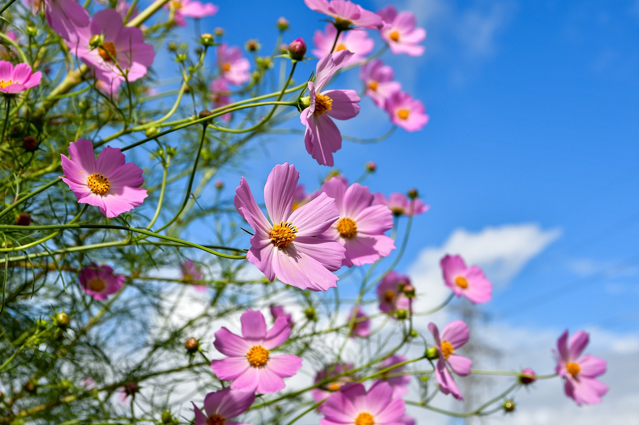 秋の季節に咲く花は儚さが魅力！年中行事との密接度も高い