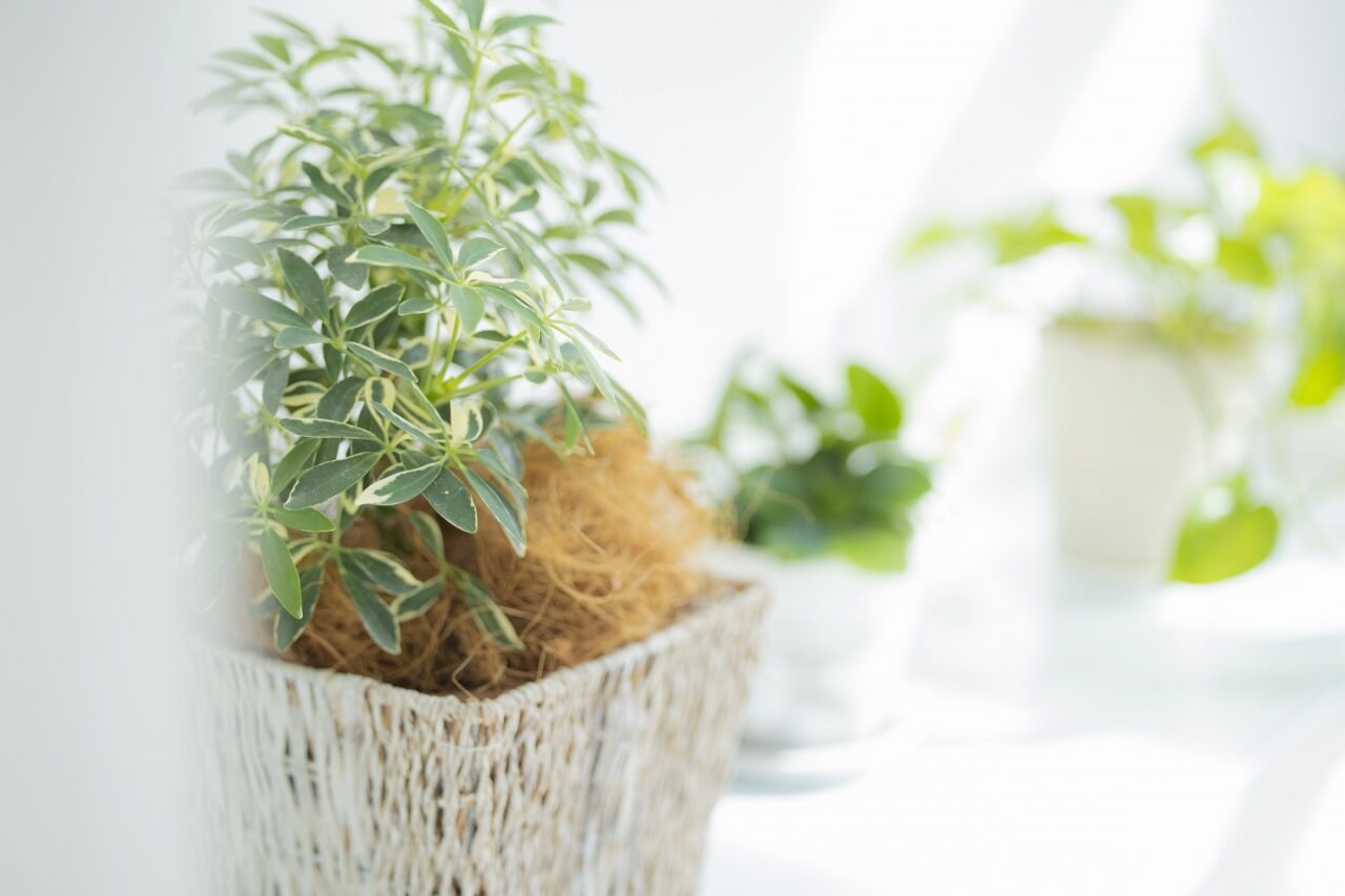 気になる観葉植物の名前がわかる！人気の種類を特徴別に紹介