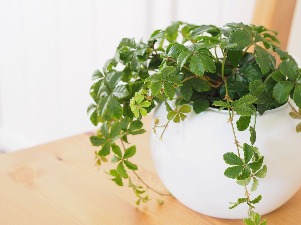 初めて選ぶ観葉植物！置き方のポイントとおすすめ種類を一挙紹介