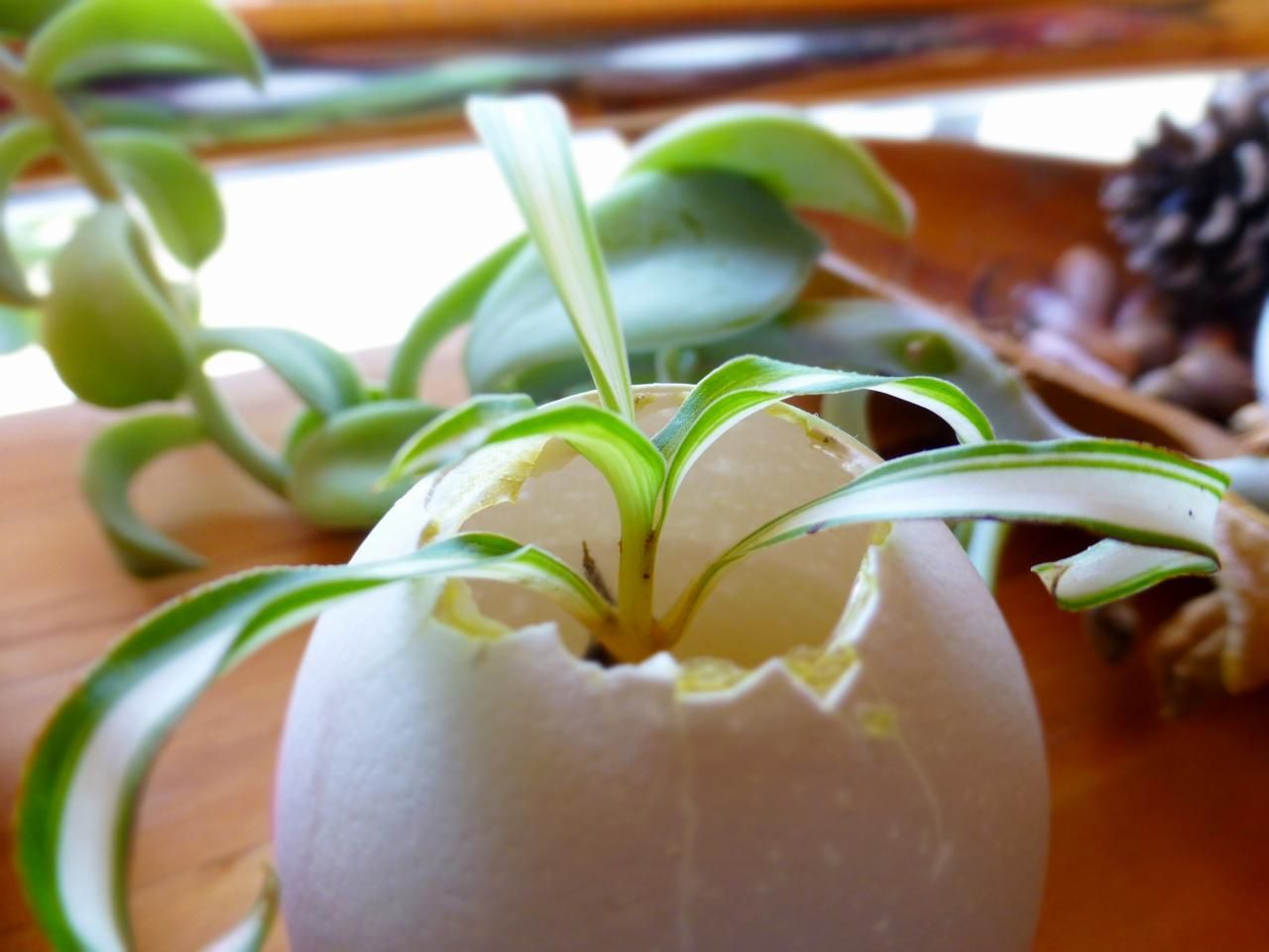インテリア映えする観葉植物のあれこれ！選び方や育成のコツ